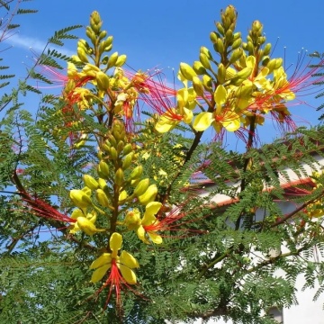 Arbustul Paun galben (10 seminte) Peacock Shrub - Caesalpinia gilliesii X spinosa, flori superbe galbene, Saflax - Img 3