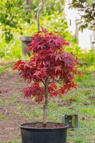 Artar Japonez (20 seminte) Red Japanese Maple - Acer palmatum, copac extrem de decorativ, frunze rosii-stacojii, Saflax - Img 3