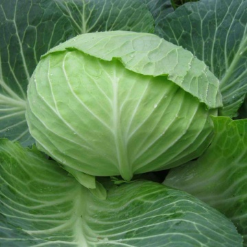 Autumn King F1 (TCA 542) (2500 seminte) de varza cu fructe plate si frunze subtiri fiind cel mai utilizat hibrid de catre fermieri, Takii Seeds
