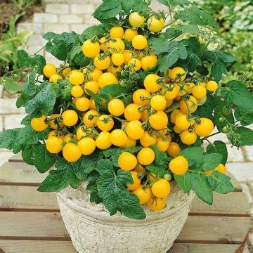 Balconi Yellow F1 (30 seminte) tomate galbene cherry determinate, pentru ghivece, Seklos - Img 1