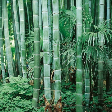 Bambus Moso (20 seminte) Moso Bamboo - Phyllostachys pubescens, crestere rapida, rezistent la frig, Saflax - Img 2