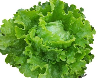 Batavia Bionda di Parigi BIO (800 seminte) salata verde BIO, capatani mari, Seklos - Img 2