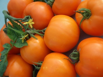 Bendida F1 (25 seminte) tomate Bendida semitimpurii culoare portocaliu intens, Geosem