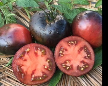 Black Beauty (30 seminte) tomate negre cu rosu, soi semi-timpuriu nedeterminat, Seklos - Img 3