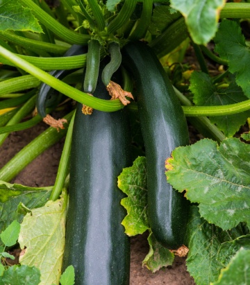 Black Beauty BIO (6 seminte) dovlecel zucchini BIO, soi productiv, fara vrej, Seklos - Img 2
