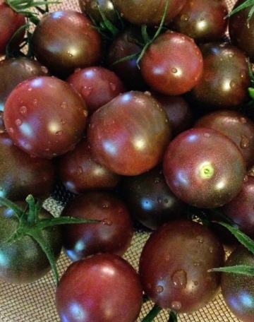 Black Cherry (0.3 gr) tomate cherry negre, soi timpuriu exotic, gust deosebit, Prima Sementi - Img 2