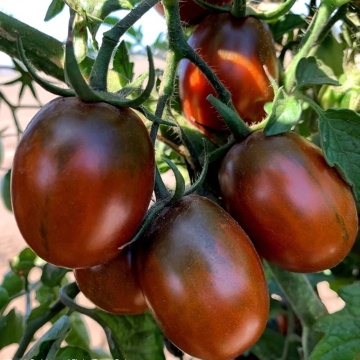 Black Plum (30 seminte) rosii nedeterminate semitimpurii, cu forme alungite, Seklos - Img 4