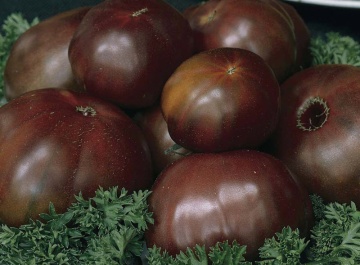 Black Prince (60 seminte) tomate negre mahon inchis, soi stravechi, PlantiCo - Img 3