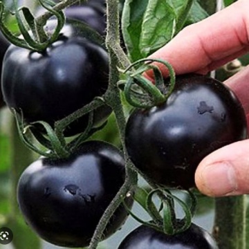 Blackball (30 seminte) rosii negre-indigo tip cherry, culoare negru intens indigo, rosii exotice, Chemyfarm - Img 2