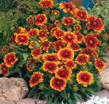 Blanketflower Burgundy (170 seminte) Gaillardia flori brun-roscate cu galben, inflorire abundenta, Seklos - Img 6