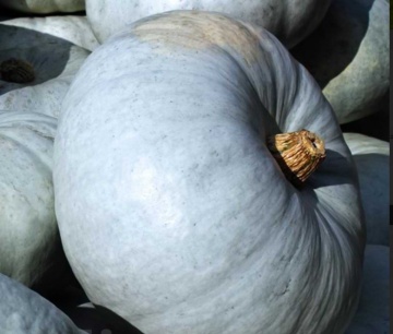 Bleu de Hongrie (8 seminte) de dovleac alb soi stravechi, Chemyfarm