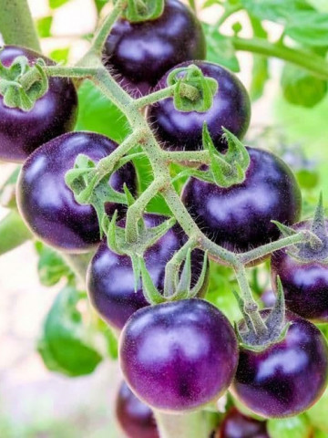 Blue Cherry F1 (30 seminte) tomate semideterminate medii-timpurii, albastru purpuriu, Prima Sementi - Img 1