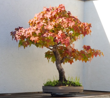 Bonsai Arbore de Guma (100 seminte) American Sweet Gum - Liquidambar styraciflua, frunze culori schimbatoare, extrem de decorativ, Saflax - Img 6