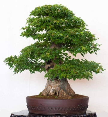 Bonsai Artar Trident (30 seminte) Bonsai Three Toothed Maple - Acer buergerianum, arbore rar cu frunze deosebite, colorate, Saflax - Img 2
