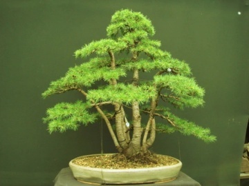 Bonsai Cedru Libanez (20 seminte) Bonsai Lebanon Cedar - Cedrus libani, conifer decorativ vesnic verde, Saflax - Img 4