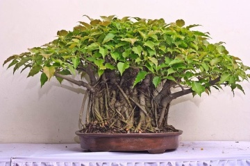 Bonsai Ficus Sacru (100 seminte) Bonsai Sacred Fig - Ficus religiosa, frunze moi in forma de inima, Saflax - Img 3