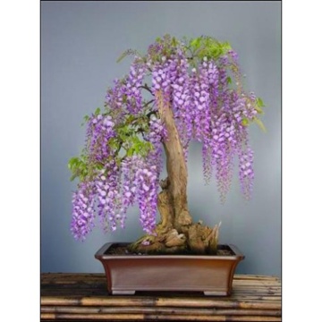 Bonsai Glicina Africana (15 seminte) Bonsai African Wisteria Tree - Bolusanthus speciosus, flori albastre-violet parfumate, Saflax - Img 2
