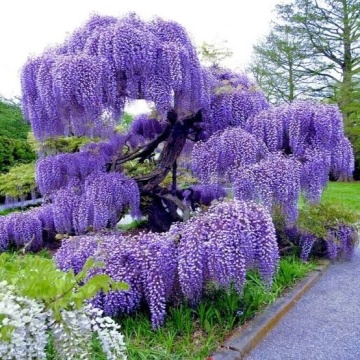Bonsai Glicina Chinezeasca (4 seminte) Bonsai Blue Chinese Wisteria - Wisteria sinensis, planta cu flori spectaculoase, parfumate, Saflax - Img 2