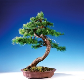 Bonsai Larice, Zada (75 seminte) Bonsai European Larch - Larix decidua, arbore european in culori schimbatoare, Saflax - Img 3