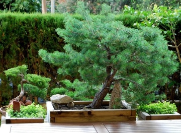Bonsai Pin Mediteranean (6 seminte) Bonsai Stone Pine - Pinus pinea, ideal pentru bonsai, Saflax - Img 3