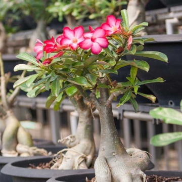 Bonsai Trandafirul Desertului (8 seminte) Bonsai Desert Rose - Adenium obesum, flori mari roz, Saflax - Img 6