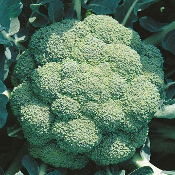 Broccoli Marathon F1 (1000 seminte) de broccoli, putere mare de adaptare, Sakata