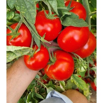 Bueno F1 (500 seminte) rosii nedeterminate mari, ferme, foarte productive, rezistente la boli, Nongwoo Bio - Img 3