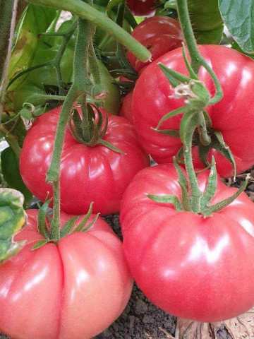 BuffaloPink F1 (HMC 44169) (250 seminte) de tomate crete extra-timpurii, de culoare roz, Clause - Img 2