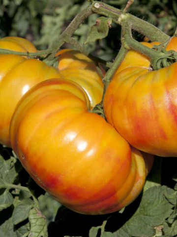 Buffalosun F1 (10 seminte) tomate galben-portocalii tip Ananas, cu dungi rosii, fructe de 350 - 400 gr, Clause - Img 3