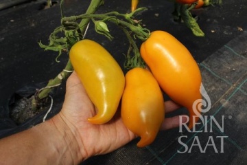 Buratino BIO (20 seminte) tomate galben-portocalii alungite cu varf ascutit, aroma dulce-fructata, ReinSaat - Img 4