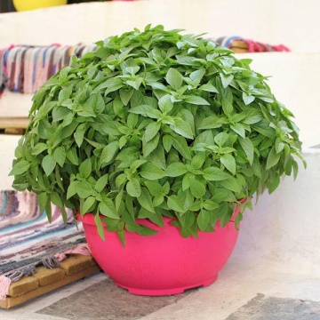 Busuioc Bio Marseillais (0.3 gr), seminte eco busuioc pitic frantuzesc, aroma puternica, Seklos - Img 2