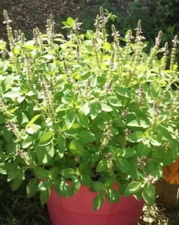 Busuioc Sfant (500 seminte) Heiliges Tulsi Basilikum - Ocimum Tenuiflorum Syn. Sanctum, Busuioc Tulsi, parfum deosebit, Saflax - Img 2