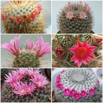 Cactus Mammilaria Mix (40 seminte) cactusi usor de ingrijit, flori foarte colorate, Saflax