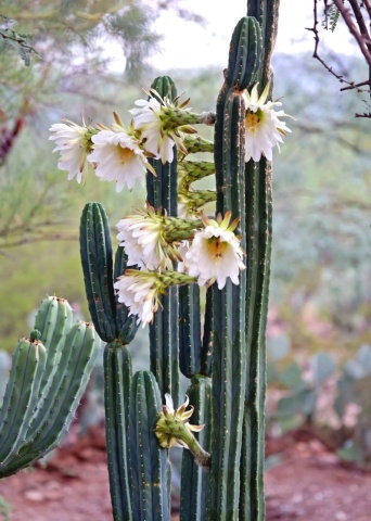Cactus San Pedro (15 seminte) San Pedro Kaktus - Trichocereus Pachanoi, cactus stravechi, crestere rapida, Saflax - Img 6