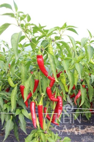 Carino Caliente BIO (30 seminte) ardei iute timpuriu fructe lungi curbate, aromate, gust iute, ReinSaat