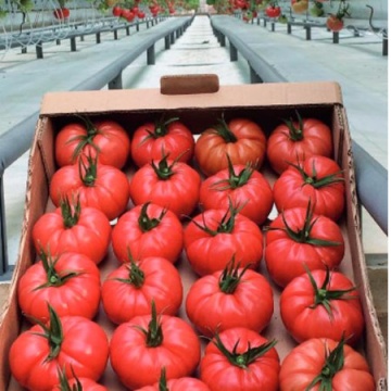 Cassarosa F1 (5 seminte) tomate crete - costate, culoare roz - violet, nedeterminate, Seklos - Img 4