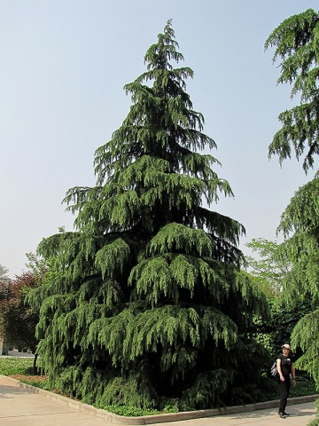 Cedru de Himalaya (35 seminte) Indian Cedar - Cedrus deodara, conifer cu ace verzi-albastrui si conuri extrem de decorative, Saflax - Img 4