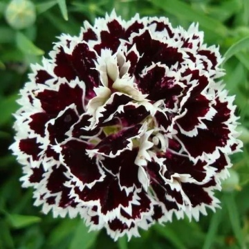 Chianti (0,1 gr) seminte Garofite Chinezesti flori parfumate, culoare negru-cires cu margini albe, Toraf - Img 5