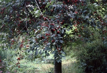 Cires salbatic (10 seminte) Wild Cherry - Prunus avium, flori albe, fructe comestibile, Saflax - Img 6