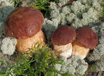 Ciuperca Boletus pinophilus (10 g) miceliu de ciuperca de padure Hrib de Brad, Seklos - Img 3