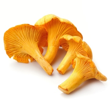 Ciuperca Cantharellus cibarius (10 g) miceliu de ciuperca de padure Galbiori aromati, Seklos - Img 3