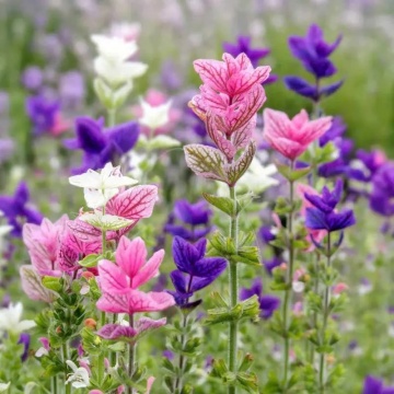 Clary Mix (150 seminte) Salvia Horminum, frunze decorative colorate, Seklos - Img 3