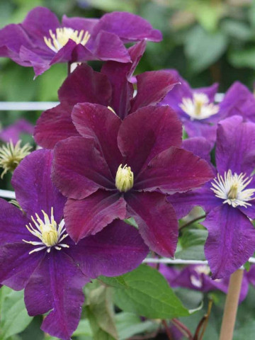 Clematite Warszawska Nike, tufa ornamentala cataratoare Clematis, cu flori mari, catifelate, colorate in rosu-violet, Yurta - Img 4