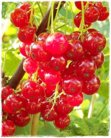 Coacaz rosu Rolan, butasi de coacaze rosii cu fructe mari, cu gust placut acrisor, Yurta - Img 1