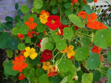 Coltunasi cataratori mix (15 g) seminte de Tropaeolum majus - Condurul Doamnei diferite culori, Kertimag - Img 2