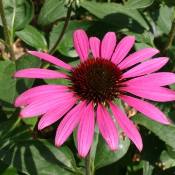 Coneflower (150 seminte) Echinacea perena flori mari, roz, Seklos - Img 1