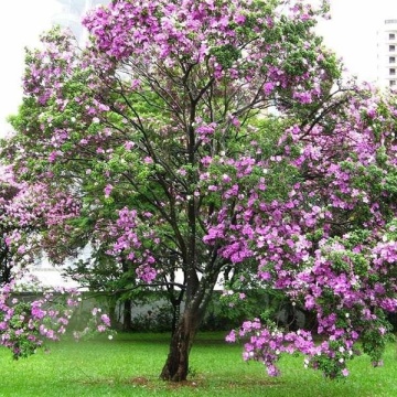 Copacul Orhidee roz (8 seminte) Camel Foot Tree - Bauhinia variegata, flori superbe roz, parfumate, Saflax - Img 6