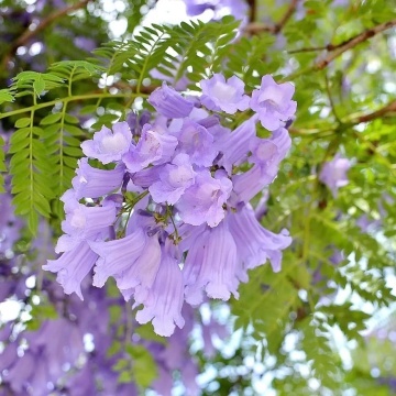 Copacul Violet Jacaranda (50 seminte) Jacaranda mimosifolia, flori clopotei violet, parfumate, Saflax - Img 7