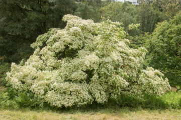 Corn Chinezesc (30 seminte) Chinese Dogwood - Cornus kousa var. chinensis, arbore cu frunze decorative, flori mari alb-galbui, fructe comestibile, Saflax - Img 3
