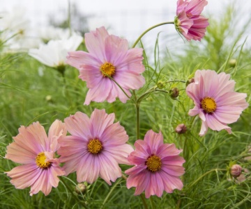 Cosmos Apricotta (20 seminte) Mararite flori deosebite roz-piersica, inflorire abundenta, Seklos - Img 6